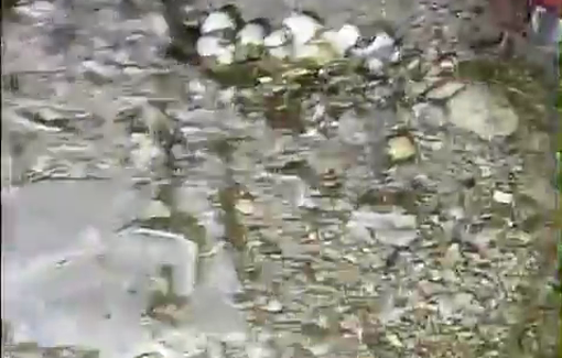 Thumbnail preview image for the video titled: Pogrom on Khirbet al-Halawa in Masafer Yatta