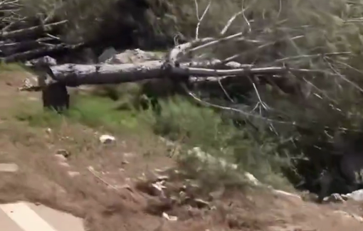 Thumbnail preview image for the video titled: Israelis savagely cut down beautiful trees on land owned by locals in Aalma Al-Chaeb town, in the south of Lebanon