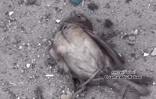 Thumbnail preview image for the video titled: Not even birds are spared Israel's murderous rampage