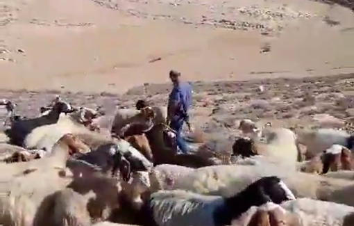 Thumbnail preview image for the video titled: Violent settler Yissakhar Man expelled a shepherd from his village’s land in Tuba