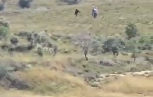 Thumbnail preview image for the video titled: Israeli settlers stormed Palestinian-owned agricultural lands in the village of Madama