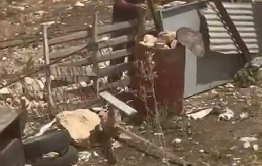 Thumbnail preview image for the video titled: An Israeli settler vandalised Palestinian property in Khirbet Umm al-Khair