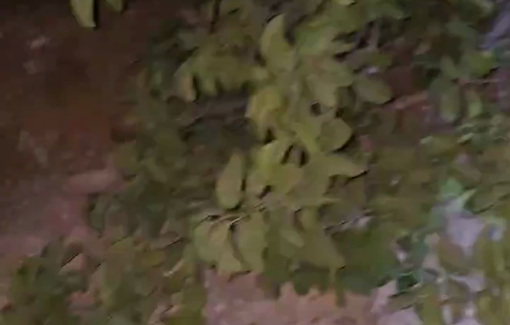 Thumbnail preview image for the video titled: Israeli settlers raided a family's home on the outskirts of the village of Susiya, destroyed water tanks, and cut down 25 fruit trees