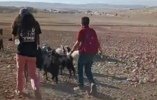 Thumbnail preview image for the video titled: Israeli settlers released their livestock among residents’ homes in the village of Shalla al-Auja