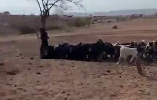 Thumbnail preview image for the video titled: A settler minor assaulting an activist in Ras al-Ein under the complicity of Israeli journalist Elhanan Gruner