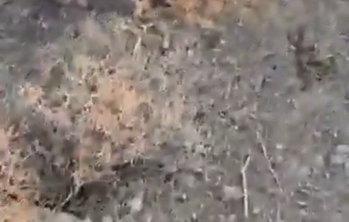 Thumbnail preview image for the video titled: A herd of 350 sheep was stolen from Hammam al-Maleh by Israeli settlers; 117 were massacred