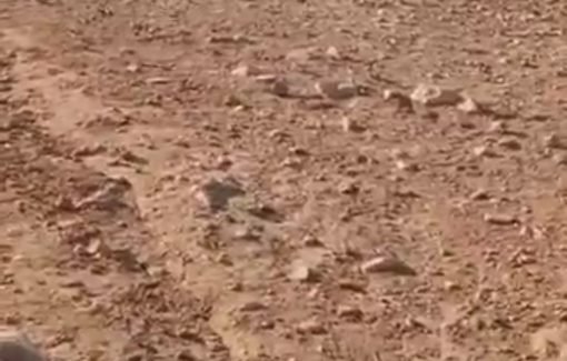 Thumbnail preview image for the video titled: Israeli settlers invaded Shallal Al-Auja village intentionally damaging Palestinian farmland