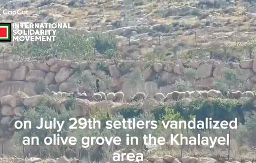 Thumbnail preview image for the video titled: Israeli settlers backed by soldiers vandalized an olive grove in the Khalayel area near the village of Al-Mughayyir
