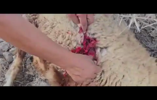 Thumbnail preview image for the video titled: How settlers stole and attacked sheep in Hammam al-Malik