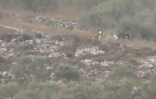 Thumbnail preview image for the video titled: Israeli settlers using their children as frontliners in attacks on Palestinian vineyards and mistreating livestock while grazing