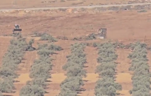 Thumbnail preview image for the video titled: In Al-Mughayyir, more olive trees are being razed after more than 10K were already cut