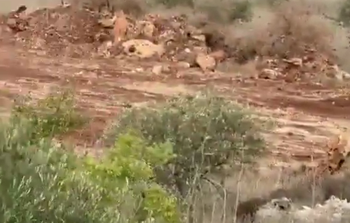 Thumbnail preview image for the video titled: Israeli settlers uprooted hundreds of olive trees from farmland in the town of Turmus‘ Ayya