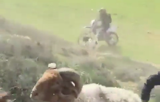 Thumbnail preview image for the video titled: Settler from ‘Meitarim Farm’ invades Wadi Tiran fields on motorbike, terrorizing young shepherds and sheep