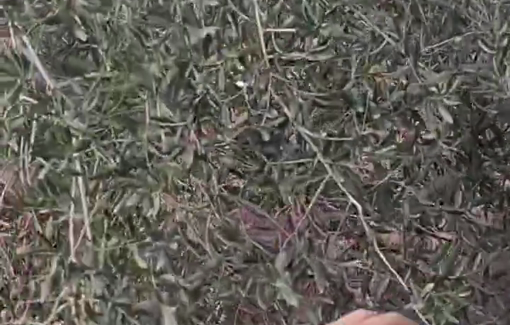 Thumbnail preview image for the video titled: Violent assault on Palestinian harvesters, activists, and journalists in Beita