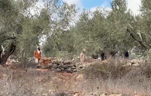 Thumbnail preview image for the video titled: Israeli settlers assaulting Palestinian harvesters with sticks in Beita