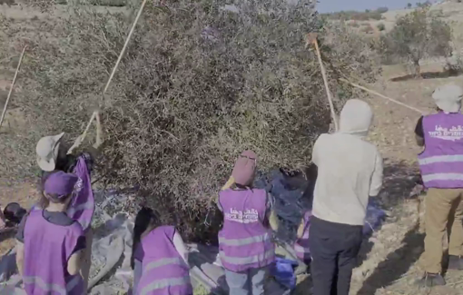 Thumbnail preview image for the video titled: Armed settler arrived in Deir Ammar, threw stones at harvest before the army forced them to leave