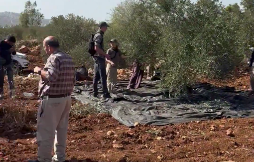 Thumbnail preview image for the video titled: Day after the attack and the reporting: Peaceful olive farming across Turmus’ayya