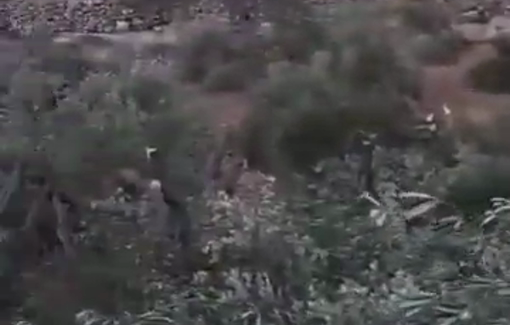 Thumbnail preview image for the video titled: Israeli settlers cut down more than 300 trees, including over 200 century-old olive trees in Wadi Sa'ir