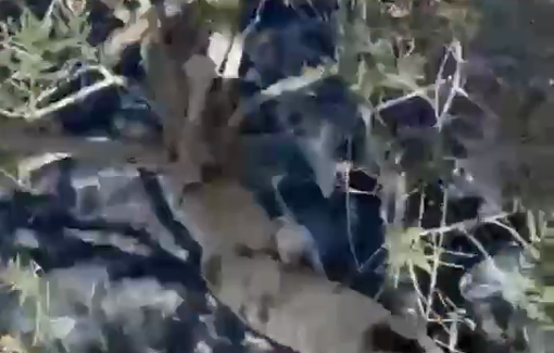 Thumbnail preview image for the video titled: Settlers attacked Palestinian families harvesting olives in the lands of Deir Nizam