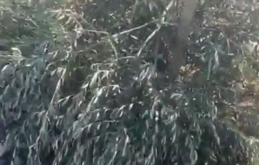 Thumbnail preview image for the video titled: A group of Isreali settlers cut down approximately 60 olive trees in Al-Minya