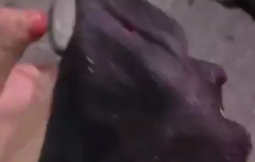 Thumbnail preview image for the video titled: Murad Abu Saifeen’s bloodstained cap pierced by four bullet holes