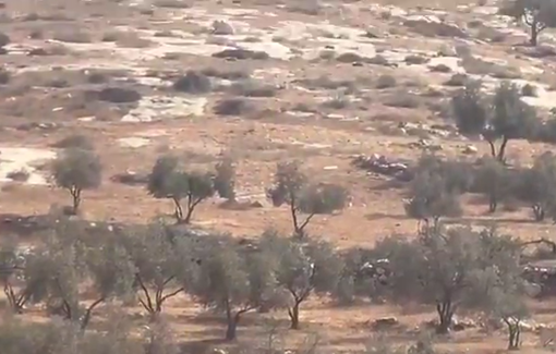 Thumbnail preview image for the video titled: Settlers vandalized dozens of Palestinian olive trees near the village of Susya in Masafer Yatta NOV 7