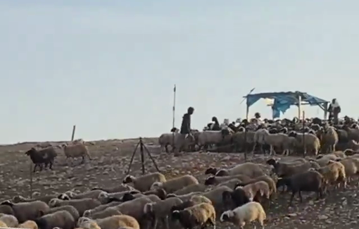 Thumbnail preview image for the video titled: Jewish settlers attack residents and their livestock in Khirbet al-Farsiya in the northern Jordan Valley