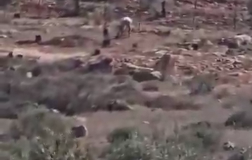 Thumbnail preview image for the video titled: A Jewish settler uproots trees from the lands of Palestinian farmers in the village of Majdal Bani Fadel,