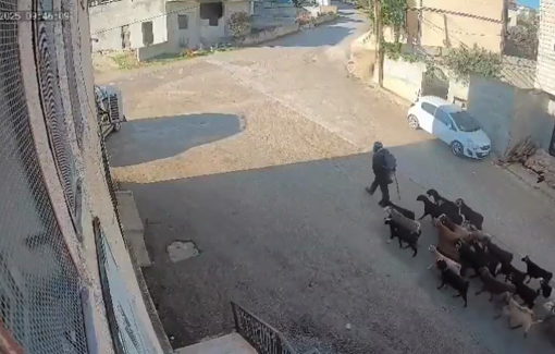 Thumbnail preview image for the video titled: Israeli settlers storm the center of the village of Duma with their weapons and sheep