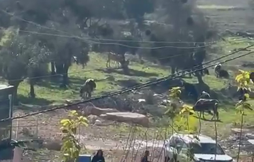 Thumbnail preview image for the video titled: Israeli settlers carry out an assault on the village of Deir Jarir, east of Ramallah.