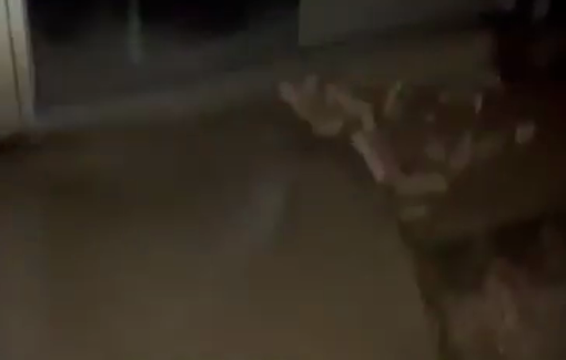 Thumbnail preview image for the video titled: Settlers torched and vandalized parts of the Palestinian Jalud Secondary School, south of Nablus