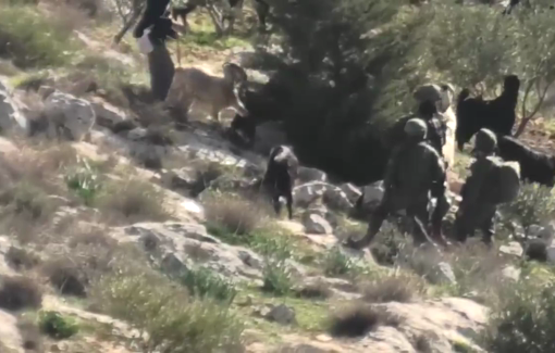 Thumbnail preview image for the video titled: Israeli settlers release their livestock among fruit trees in the lands of the village of Al-Mughayir