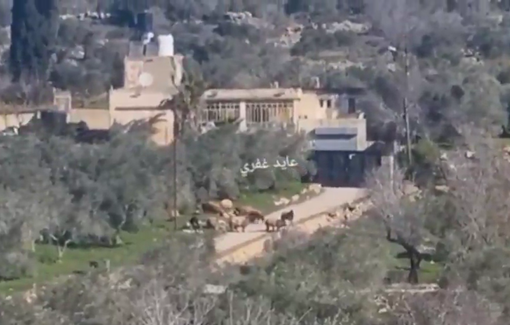 Thumbnail preview image for the video titled: Israeli settlers release their livestock among residents’ homes and trees in the town of Sinjil