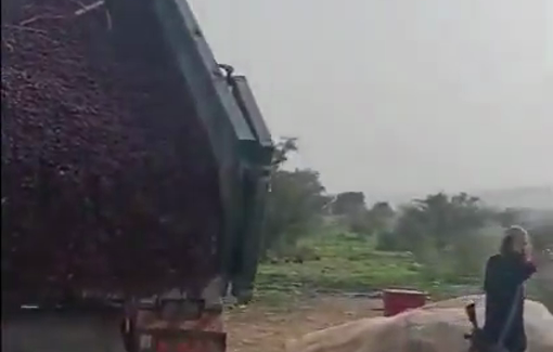 Thumbnail preview image for the video titled: An armed settler dumped a truck full of date waste at the doorstep of a Palestinian family in Fasayil