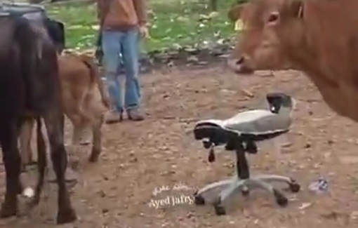 Thumbnail preview image for the video titled: A settler reservist harasses the last remaining family of Khirbet al-Fasayil