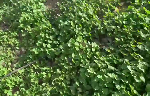 Thumbnail preview image for the video titled: Israeli forces carried out a large-scale demolition campaign today in Ein al-Hilweh, al-Miyta, and al-Burj