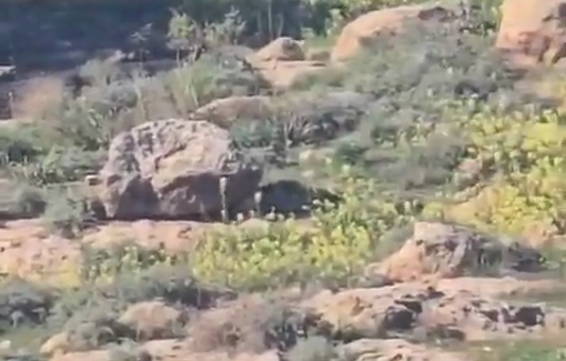 Thumbnail preview image for the video titled: Israeli forces arrested the citizen Ahmed Atiya from the Huwara area in Masafer Yatta