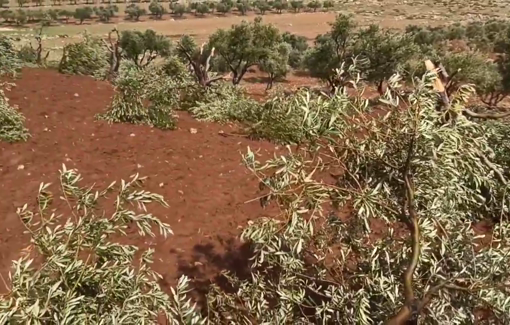Thumbnail preview image for the video titled: To build the illegal road between Sde Yonatan and Kol Mevaser settlers uprooted olive trees during the night