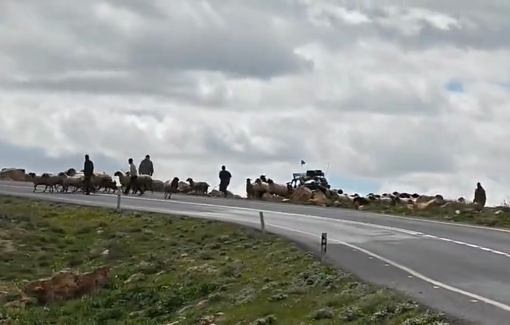 Thumbnail preview image for the video titled: Settlers chasing Palestinian flocks out of the pasture with ATV in Hraibat al Nabi