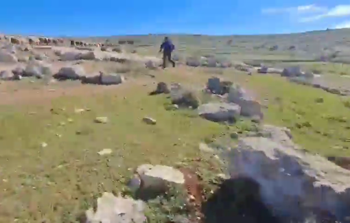 Thumbnail preview image for the video titled: A settler dressed in uniform chased a Palestinian shepherd and his flock in Susiya