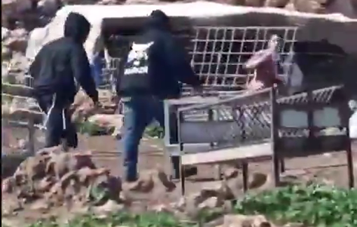 Thumbnail preview image for the video titled: Settlers violently attacked a Palestinian community and solidarity activists, but Israeli army arrested 4 Palestinians and 2 activists