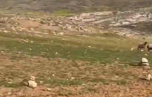 Thumbnail preview image for the video titled: In Rjum Al'Ala, Israeli settlers harassing and terrorizing Palestinians and their goathers with their ATV