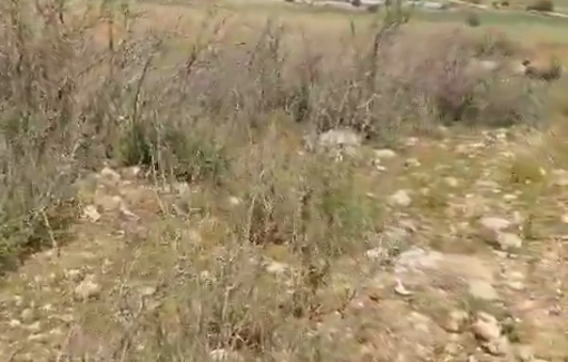 Thumbnail preview image for the video titled: Israeli settlers from Tzuriel Farm driving their ATV through the Palestinian herd