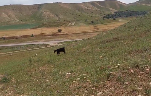 Thumbnail preview image for the video titled: Settlers from Tzuriel Farm injured Palestinian goat with rocks