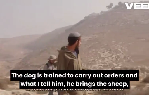 Thumbnail preview image for the video titled: Illegal settler Elyashiv Nahum of Havat Yehuda in the South Hebron Hills explaining the success of his herding farm