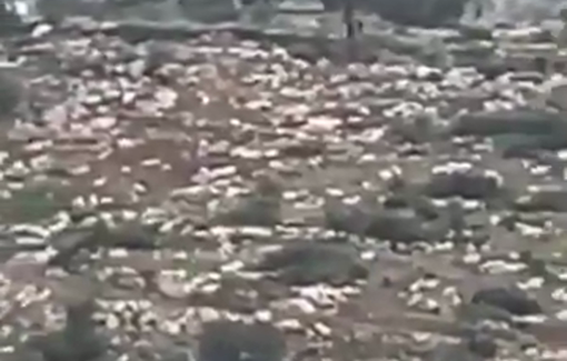 Thumbnail preview image for the video titled: Israeli settlers raised the Israeli flag on a mountain in Wadi Tayasir—a flashpoint move that can signal the start of a new settlement