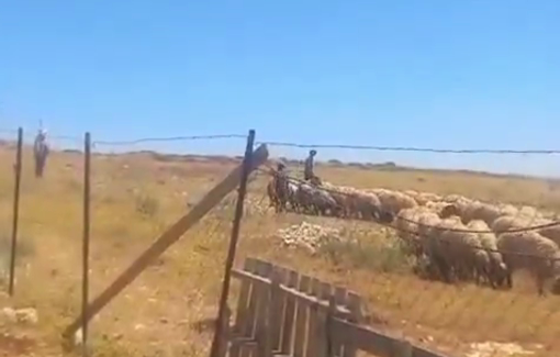 Thumbnail preview image for the video titled: A child-settler throwing a rock towards Palestinian shepherds at Taibeh Junction