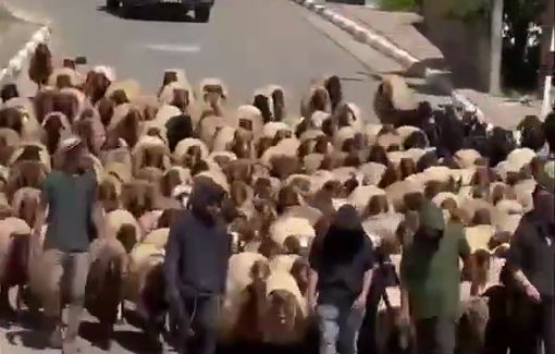Thumbnail preview image for the video titled: Settlers stole the Kaabneh family’s herd under the protection of a military vehicle in Jiljiliya.