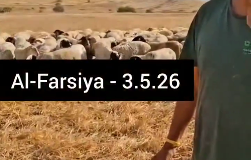 Thumbnail preview image for the video titled: Illegal settler Didi Amosi grazing his flock on private Palestinian field in Al-Farsiya with the approval of Israeli soldiers