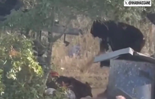 Thumbnail preview image for the video titled: An Israeli settler savagely beating a dog with sticks in Atara in the West Bank